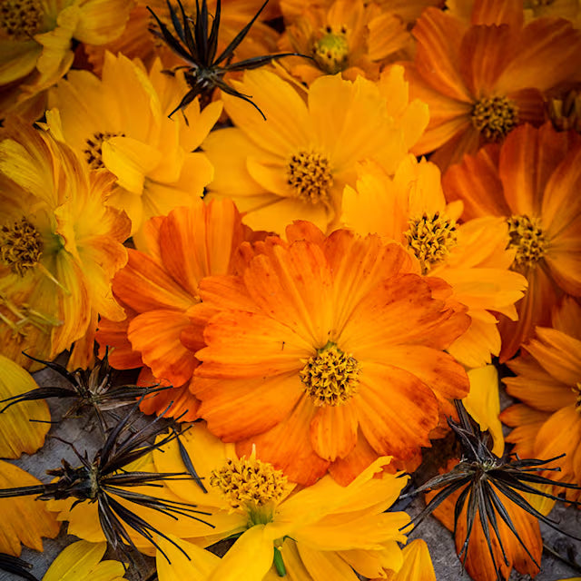 bright lights flower seeds