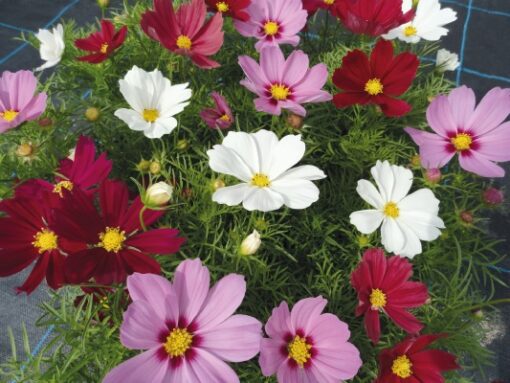 cosmoscasanovaimportedheirloomnongmohighgerminationorganicgarden flower seeds