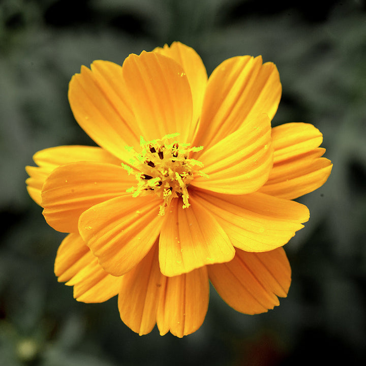 Yellow Cosmos Flower Seeds for Planting – Heirloom Non-GMO High Germination Seeds
