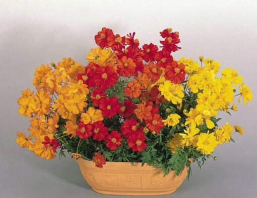 cosmoscosmicimportedheirloomnongmohighgerminationorganicgarden flower seeds