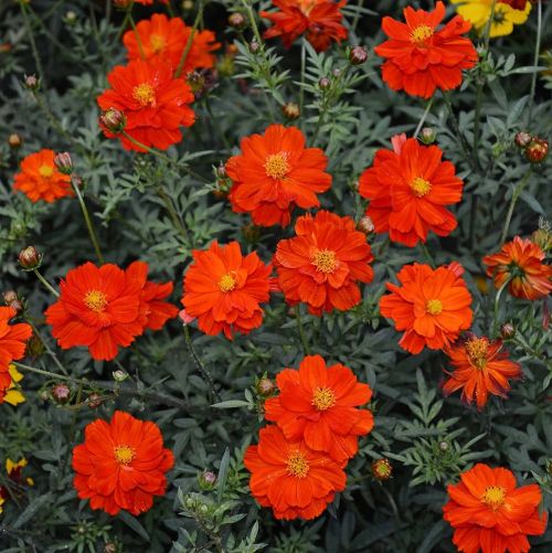 cosmoscosmicredimportedheirloomnongmohighgerminationorganicgarden flower seeds