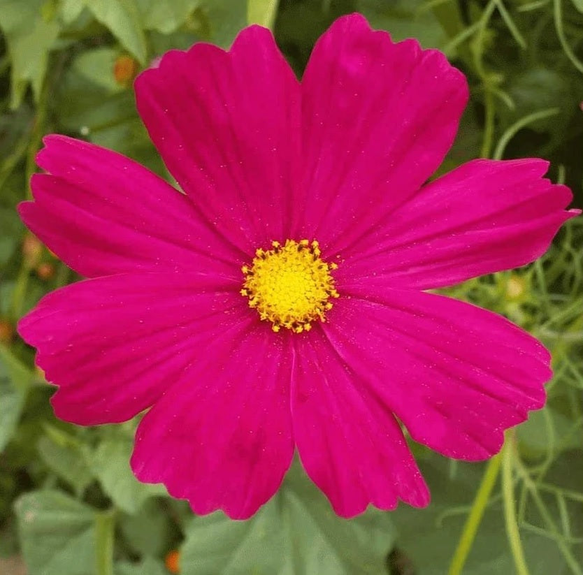 Dark Pink Cosmos Flower Seeds for Planting – Heirloom Non-GMO High Germination Seeds