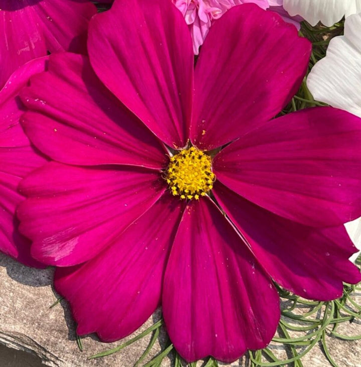 Dark Pink Cosmos Flower Seeds for Planting – Heirloom Non-GMO High Germination Seeds