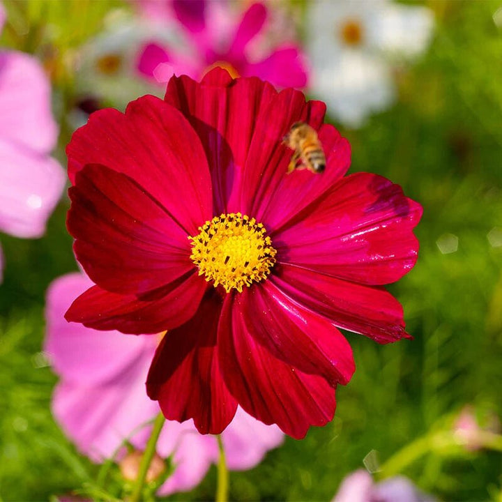 Cosmos Flower Seeds Red – Heirloom Non-GMO High Germination Organic Seeds
