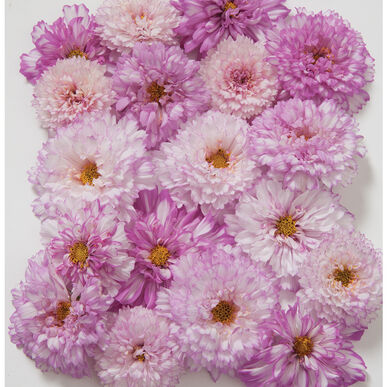 cosmosdoubleclickbicolorpinkimportedheirloomnongmohighgerminationorganicgarden flower seeds