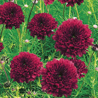 cosmosdoubleclickcranberriesimportedheirloomnongmohighgerminationorganicgarden flower seeds