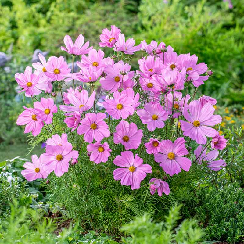 Semillas de Cosmos Rosa Pálido – Herencia, No OGM, Alta Germinación