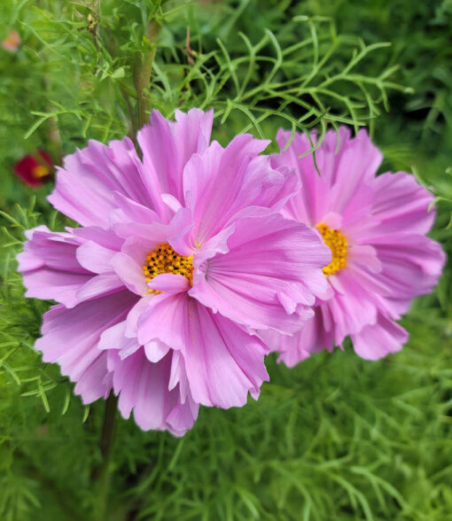 pink cosmos flower seeds