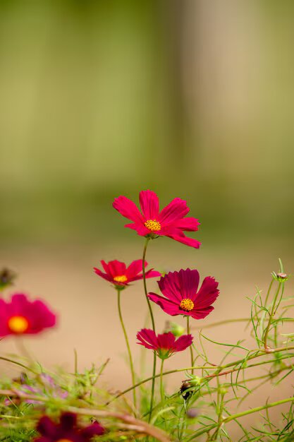 Red Cosmos Flower Seeds for Planting – Heirloom Non-GMO High Germination Seeds