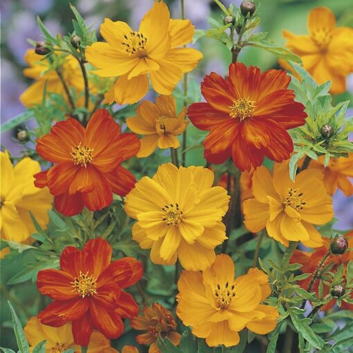 cosmosladybirdimportedheirloomnongmohighgerminationorganicgarden flower seeds
