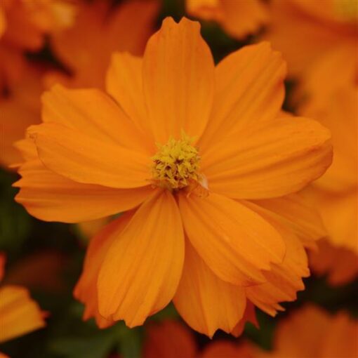 cosmosmandarinimportedheirloomnongmohighgerminationorganicgarden flower seeds