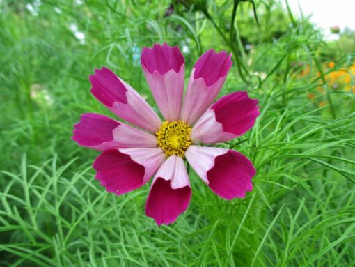 cosmospiedpiperredheirloomnongmohighgerminationorganicgarden flower seeds