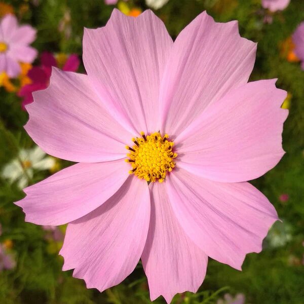 Semillas de Cosmos Rosa Pálido – Herencia, No OGM, Alta Germinación
