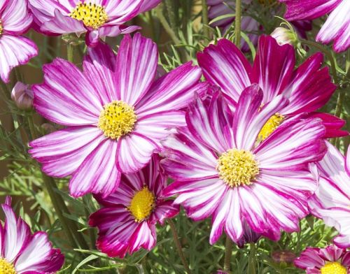 cosmos picotee flower seeds