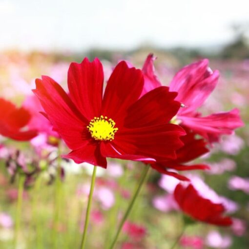 cosmosredopenpollinatedheirloomnongmohighgerminationorganicgarden flower seeds