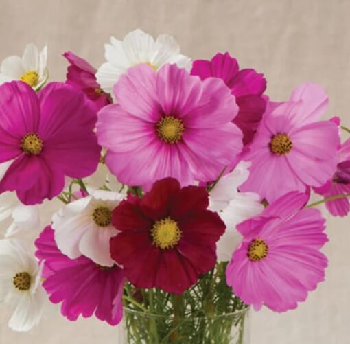 cosmos sensation flower seeds