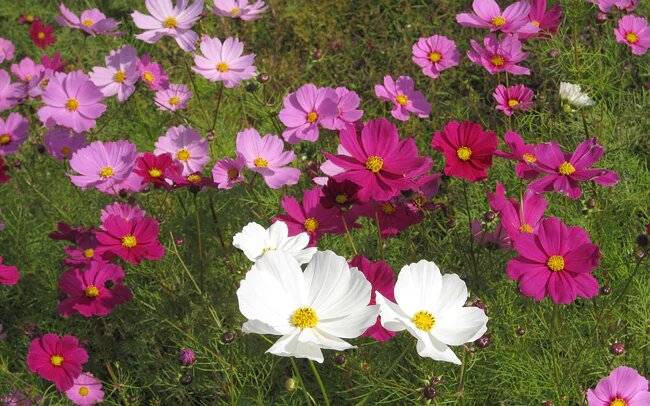 Mixed Cosmos Flower Seeds for Planting – Heirloom Non-GMO High Germination Seeds