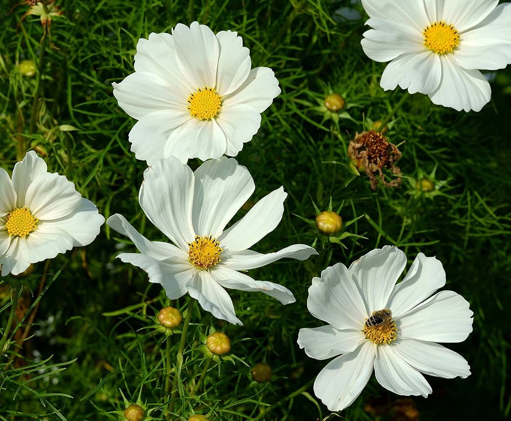 cosmos sonata flower seeds