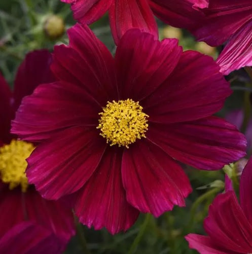 purple cosmos flower seeds