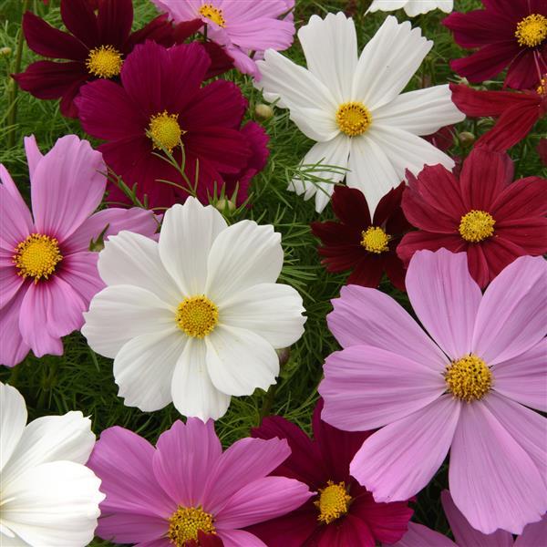 Mixed Cosmos Flower Seeds for Planting – Heirloom Non-GMO High Germination Seeds
