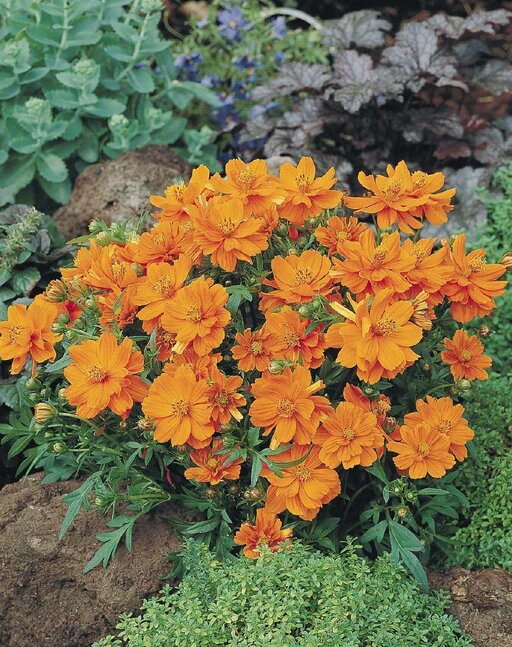 Orange Hemelia Flower Seeds – Heirloom, Non-GMO, High Germination Seeds