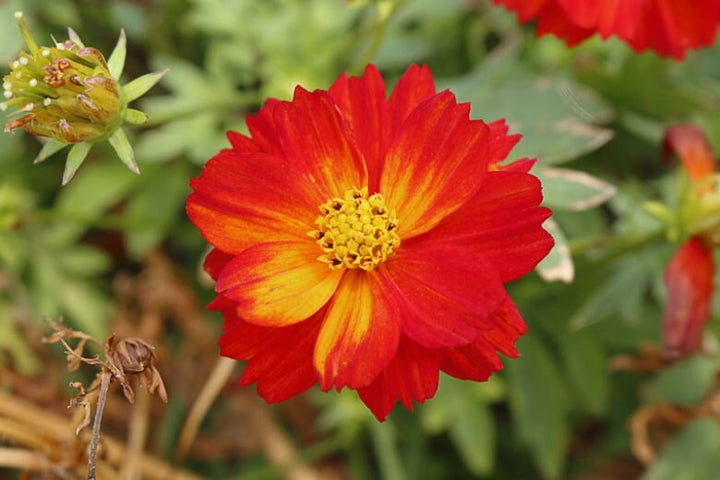 Generic Cosmos Flower Seeds Red – Heirloom, Non-GMO, High Germination Seeds