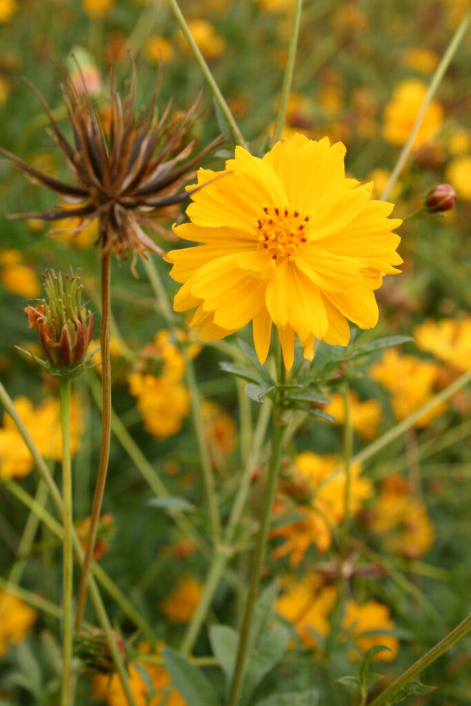 Yellow Cosmos Flower Seeds for Planting – Heirloom Non-GMO High Germination Seeds