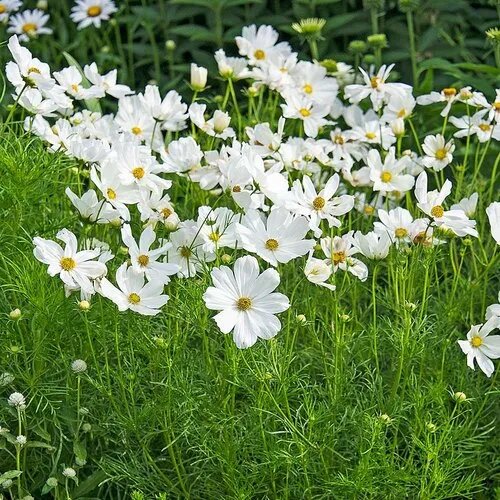 White Cosmos Flower Seeds – Heirloom Non-GMO High Germination Seeds