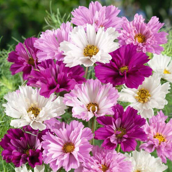 Cosmos Flower Seeds Perennial – Heirloom Non-GMO High Germination Seeds