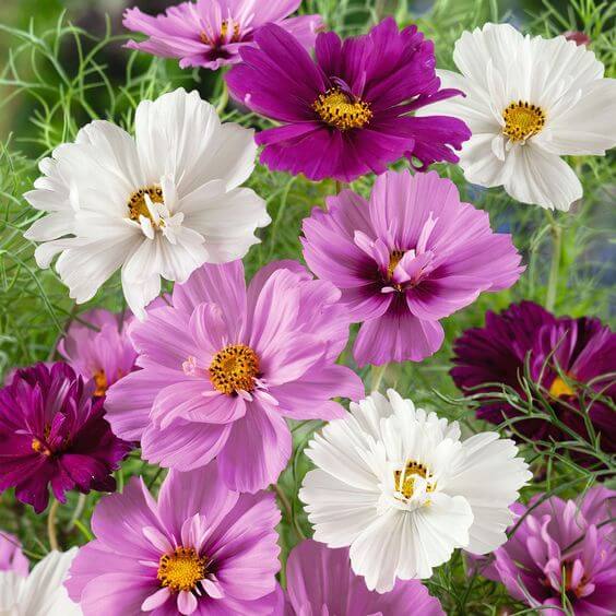 Cosmos Flower Seeds Perennial – Heirloom Non-GMO High Germination Seeds