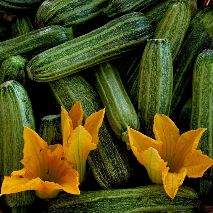 Costata Romanesco Zucchini Seeds – Heirloom Non-GMO Organic Vegetable Garden Seeds for Planting