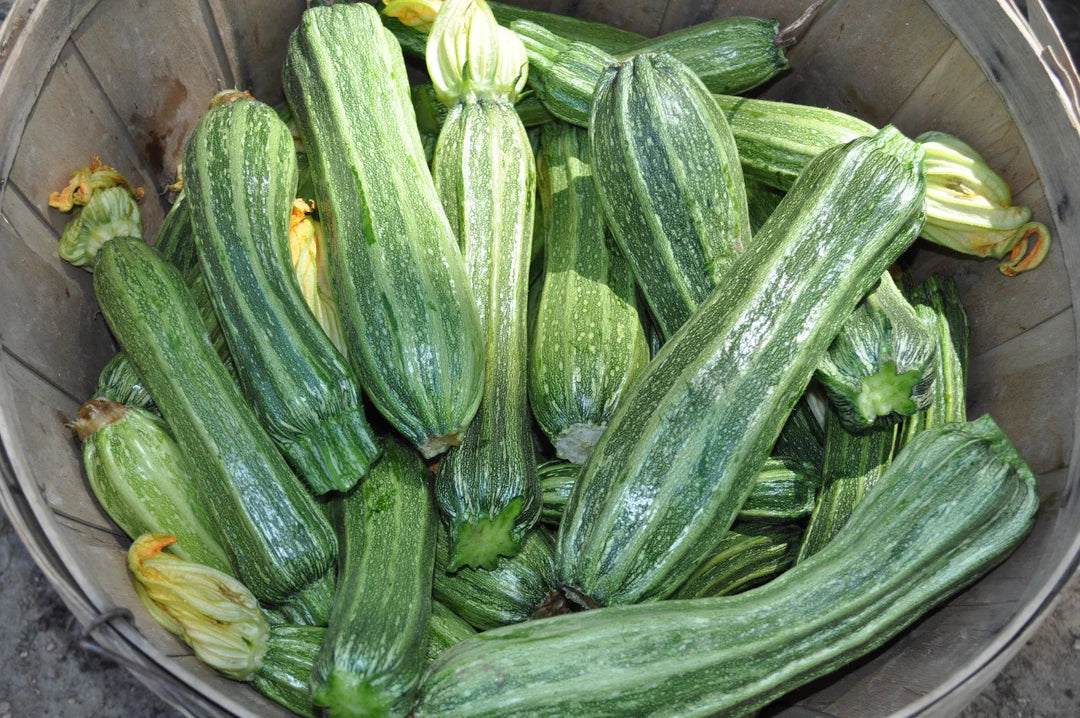 Costata Romanesco Zucchini Seeds – Heirloom Non-GMO Organic Vegetable Garden Seeds for Planting