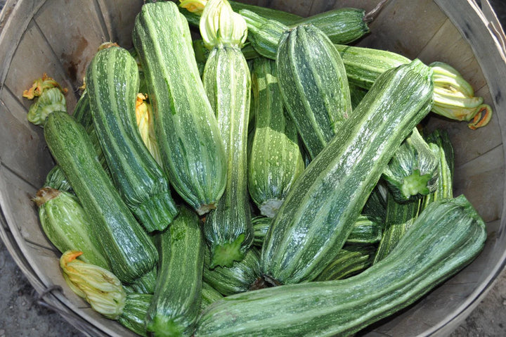 Costata Romanesco Zucchini Seeds – Heirloom Non-GMO Organic Vegetable Garden Seeds for Planting