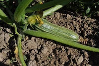 Costata Romanesco Zucchini Seeds – Heirloom Non-GMO Organic Vegetable Garden Seeds for Planting
