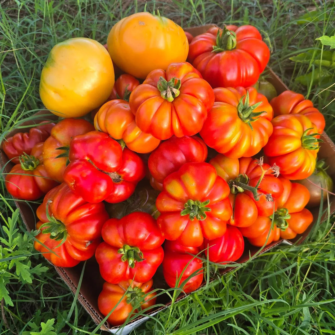 costoluto genovese flower seeds