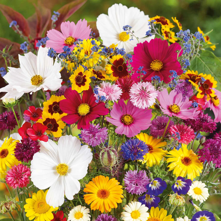 wildflower mix flower seeds