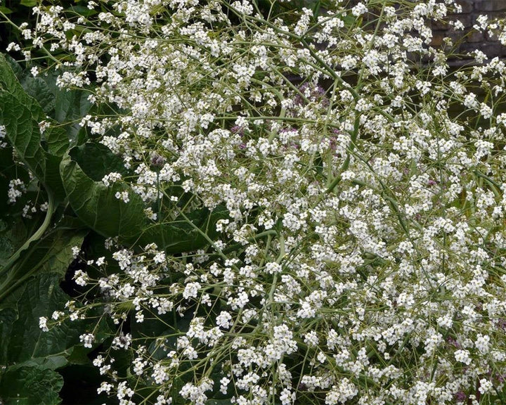 Crambe cordifolia Flower Seeds White – Heirloom Non-GMO High Germination