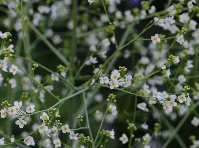 Crambe cordifolia Flower Seeds White – Heirloom Non-GMO High Germination