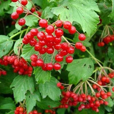 cranberry for flower seeds