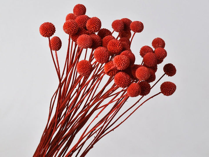 Red Craspedia Flower Seeds – Heirloom Non-GMO High Germination Seeds