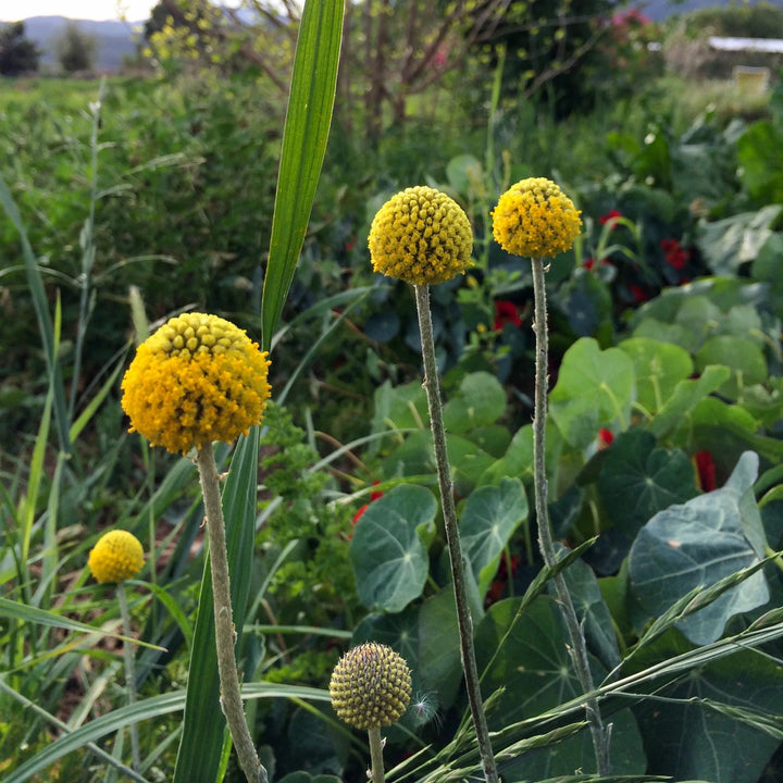 Yellow Billy Buttons Flower Seeds for Planting – Heirloom Non-GMO High Germination Organic Seeds
