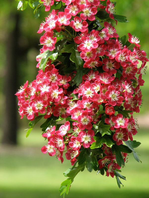 Red Hawthorn Flower Seeds – Heirloom Non-GMO High Germination Organic Garden Seeds for Planting