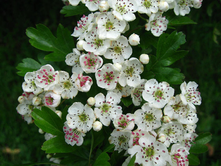 White Hawthorn Flower Seeds – Heirloom, Non-GMO, High Germination Seeds