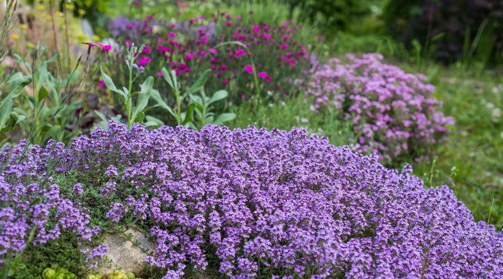 Kriechender Thymian Pflanzensamen Erbstück gentechnikfrei hohe Keimrate Bio-Gartensamen