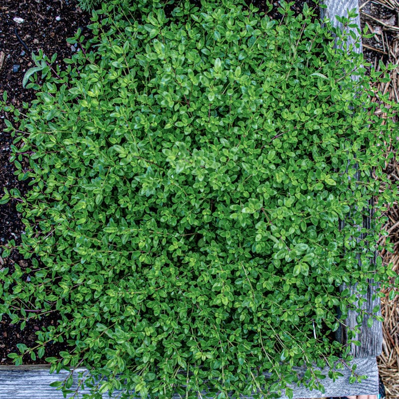 Green Creeping Thyme Flower Seeds for Planting – Heirloom Non-GMO High Germination