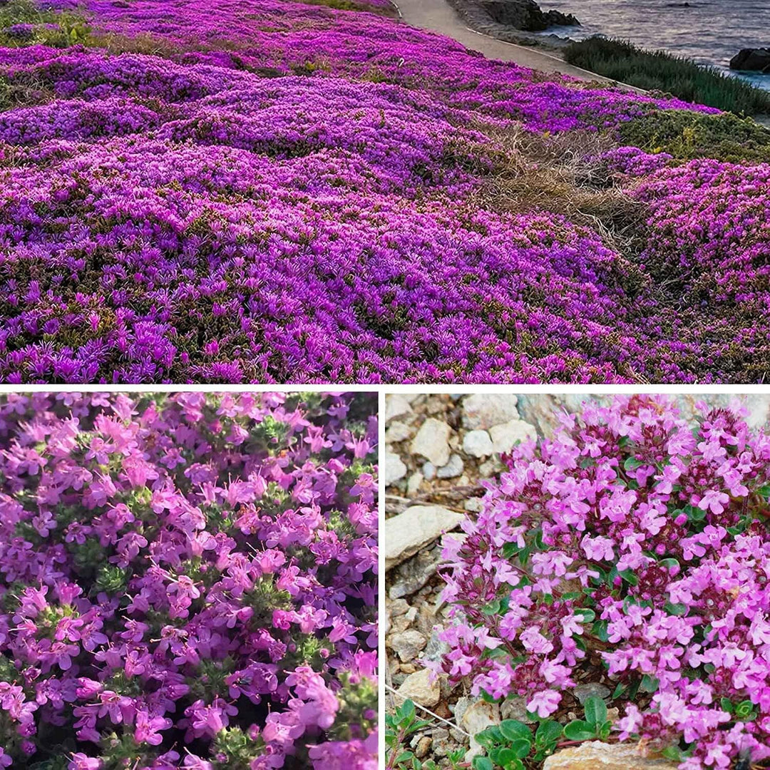 Purple Creeping herb seeds