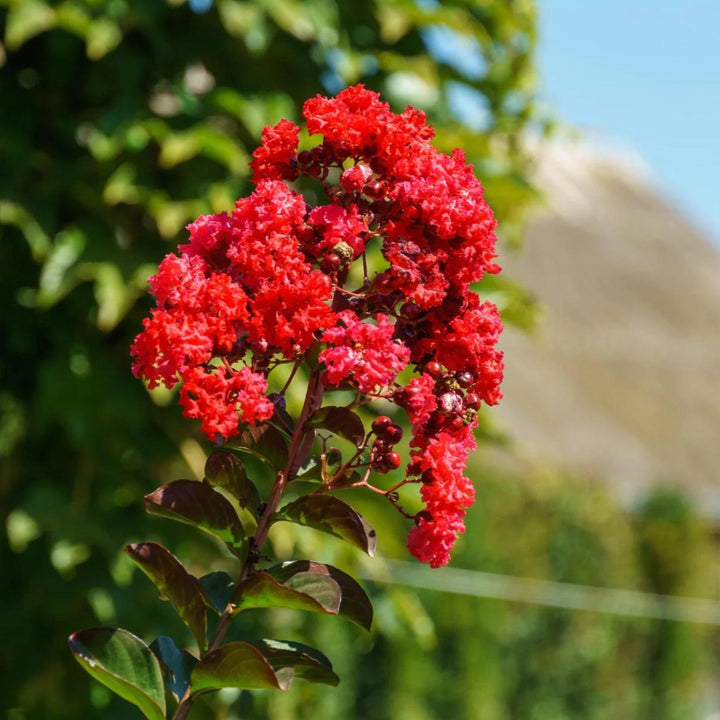 Semillas de flores Lagerstroemia Rojas – Herencia, no transgénicas, de alta germinación