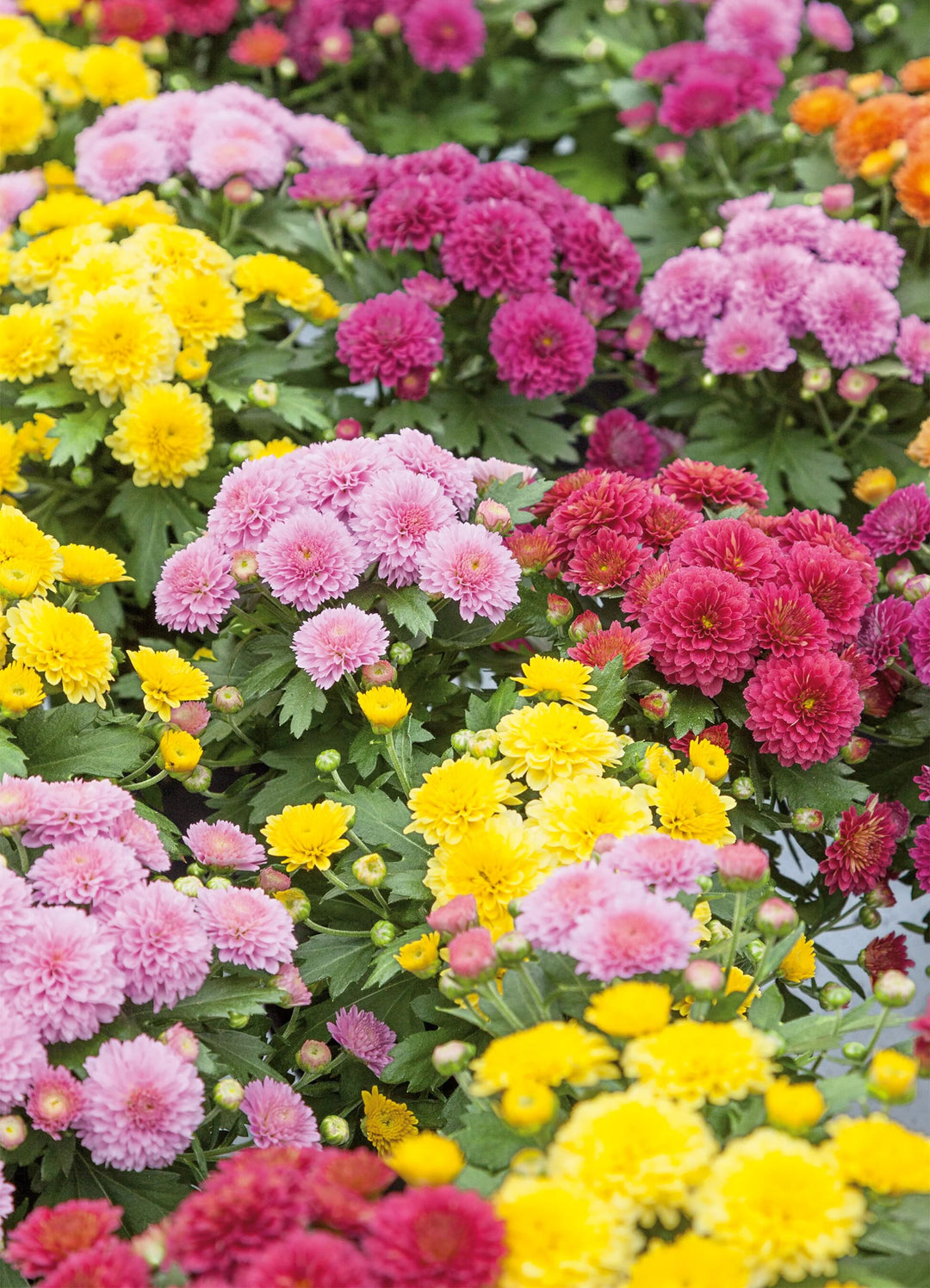 Chrysanthemum Flower Seeds – Heirloom, Non-GMO, High Germination, Organic Garden Seeds