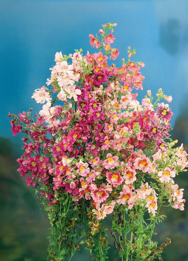 Mixed Schizanthus Flower Seeds – Heirloom, Non-GMO, High Germination Seeds