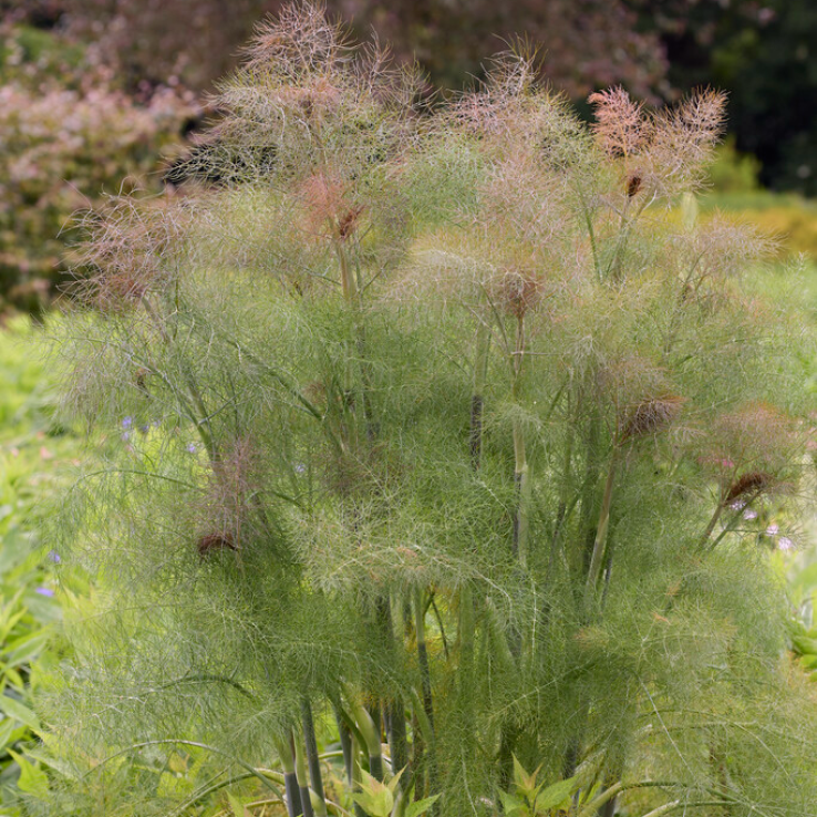 Foeniculum Vulgare herb seeds
